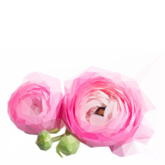 Low poly illustration Pink and white ranunculus flower buds isolated on white background