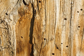 Beautiful wood texture. Macro shot.