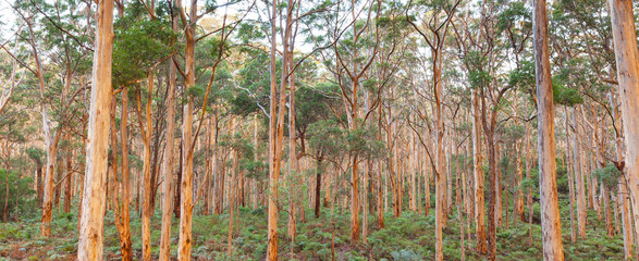 Obraz premium Boranup Karee Forest