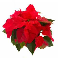 Low poly illustration wet scarlet poinsettia flower or christmas star on a white background