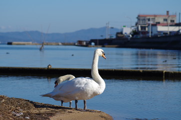 白鳥と町
