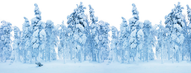 Snowy Frozen Forest  - Winter border background