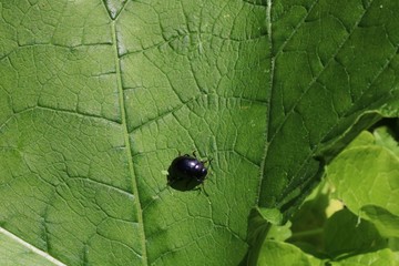 Small cute black bug on the green leaf