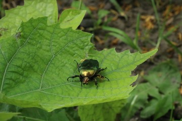 Naklejka premium Green bug insect on green leaf