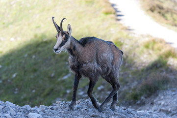 Fototapeta premium Tatra Chamois ( Rupicapra rupicapra tatrica )