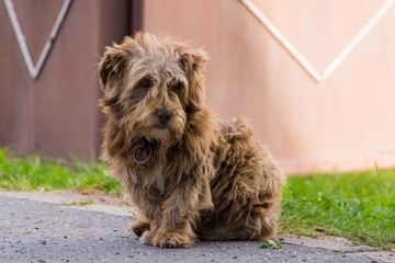 Cute (but Sad) Hairy Old Shepherd Dog