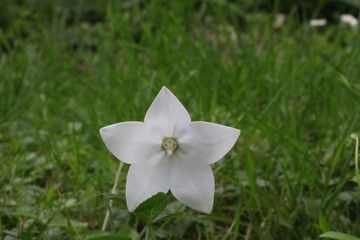 Beautiful white flower