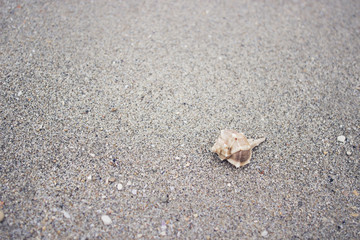 Single seashell lying on the beach by the sea