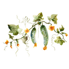 Watercolor raster illustration of cucumber. 