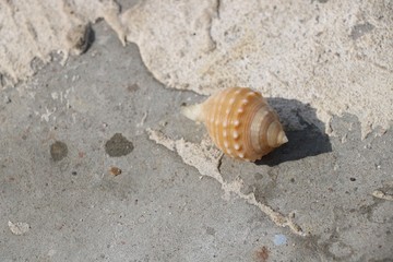 Beautiful seeshell wonder of nature