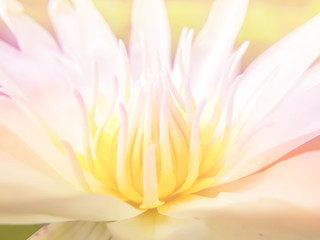 Lotus flower. Beautiful flowers made with color filters,backgrou