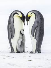 Fototapeta na wymiar Emperor Penguins on the frozen Weddell Sea in Antarctica