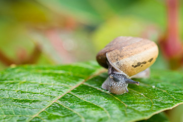 snail