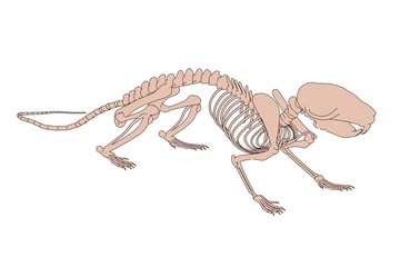 2d cartoon illustration of rat skeleton