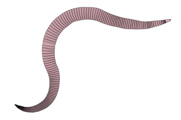 2d cartoon illustration of roundworm