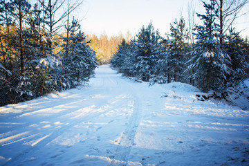 Trees in snow in the winter wood. Forest road. Latvia. Europe.
