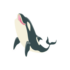 Orca Black And White Arctic Killer Whale Asking For Food, Realistic Aquatic Mammal Vector Drawing