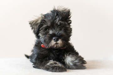 Cute mini schnauzer puppy