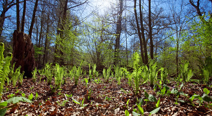 spring forest