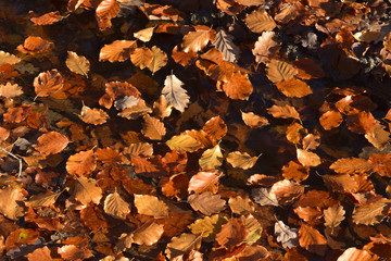 colorful autumn leaves