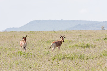 Two hartebeests (Alcelaphus buselaphus) stands in savanna plain against distant mountain view background. Serengeti National Park, Great Rift Valley, Tanzania, Africa. 
