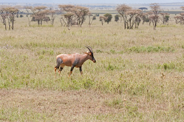 Topi antelope goes on savanna plain against distant acacia trees view background. Serengeti National Park, Great Rift Valley, Tanzania, Africa. 
