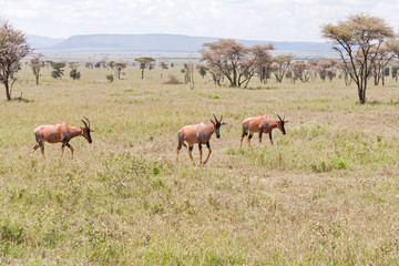 Three adult and one young Topi antelope stand on savanna plain. Serengeti National Park, Great Rift Valley, Tanzania, Africa. 