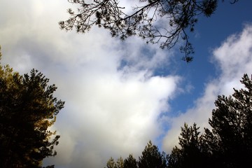 Fototapeta na wymiar clouds and trees