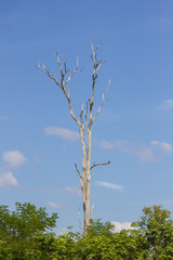 Big dead tree