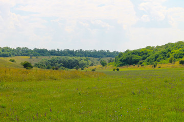 Summer landscape with meadow, trees and hills