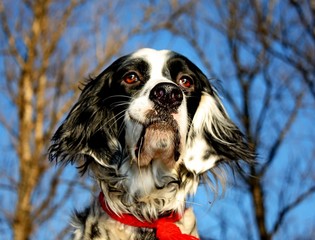 Big brown eyes of blue belton spotty  english setter, enjoying first warm spring sun on bright blue...