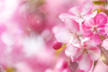 Fototapeta na wymiar Pink spring flowers