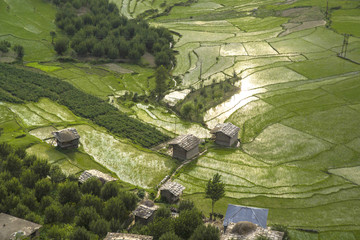 INDIEN, Reisfelder bei Naggar, Kullu-Tal