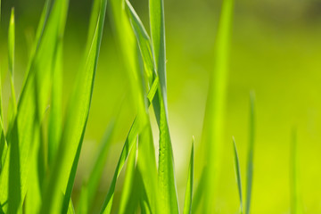 Fototapeta na wymiar Background with green grass closeup