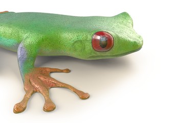 red eyed tree frog from tropical rainforest of Costa Rica isolated on white. Agalychnis callidrias. 3d illustration