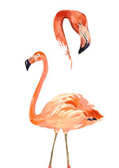 watercolor flamingo vector illustration