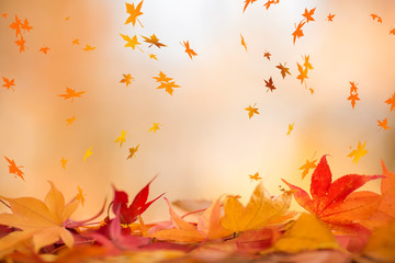 Blurred colorful background with autumn leaves in the foreground.