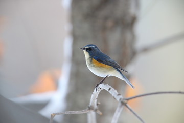 ルリビタキ,スズメ目,ヒタキ科