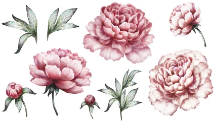 Samtvorhänge Pfingstrosen Stellen Sie Vintage-Aquarellelemente von rosa Pfingstrosen, Sammlungsgartenblumen, Blätter, Illustration lokalisiert auf weißem Hintergrund ein. Knospe und Blatt, Pfingstrose