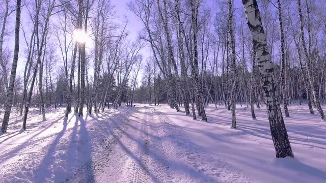 Flying into the wood between the trees strains in winter