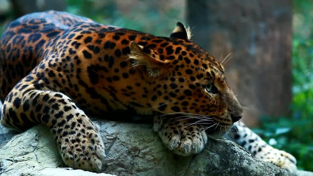 Leopard laying in chiangmai Thailand