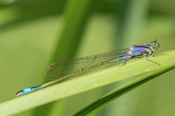 Blue dragonfly on green background.