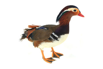 mandarin duck
