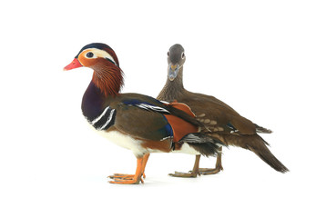  mandarin duck