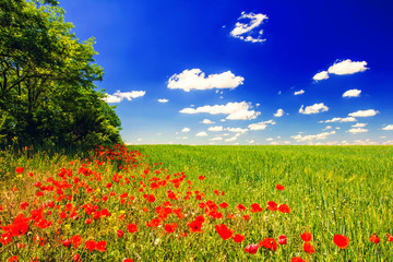 field of poppies and wheat, tree, blue sky and clouds
