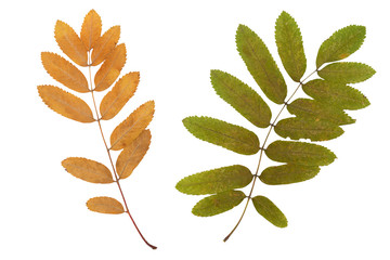 two sheets of yellow and green rowan