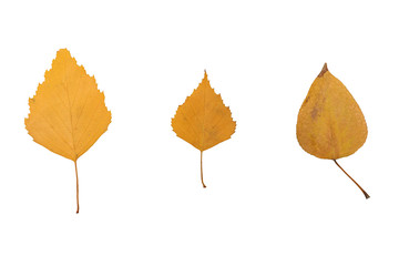 hree yellow autumn leaf on a white background