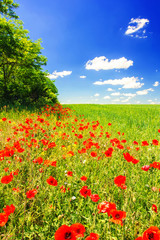 field of poppies and wheat, tree, blue sky and clouds