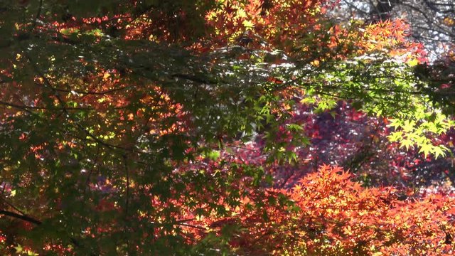 4K・もみじの葉色の変化・上パン_04-271
