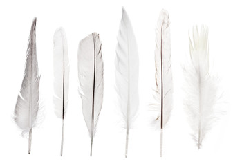 set of six straight light feathers isolated on white
